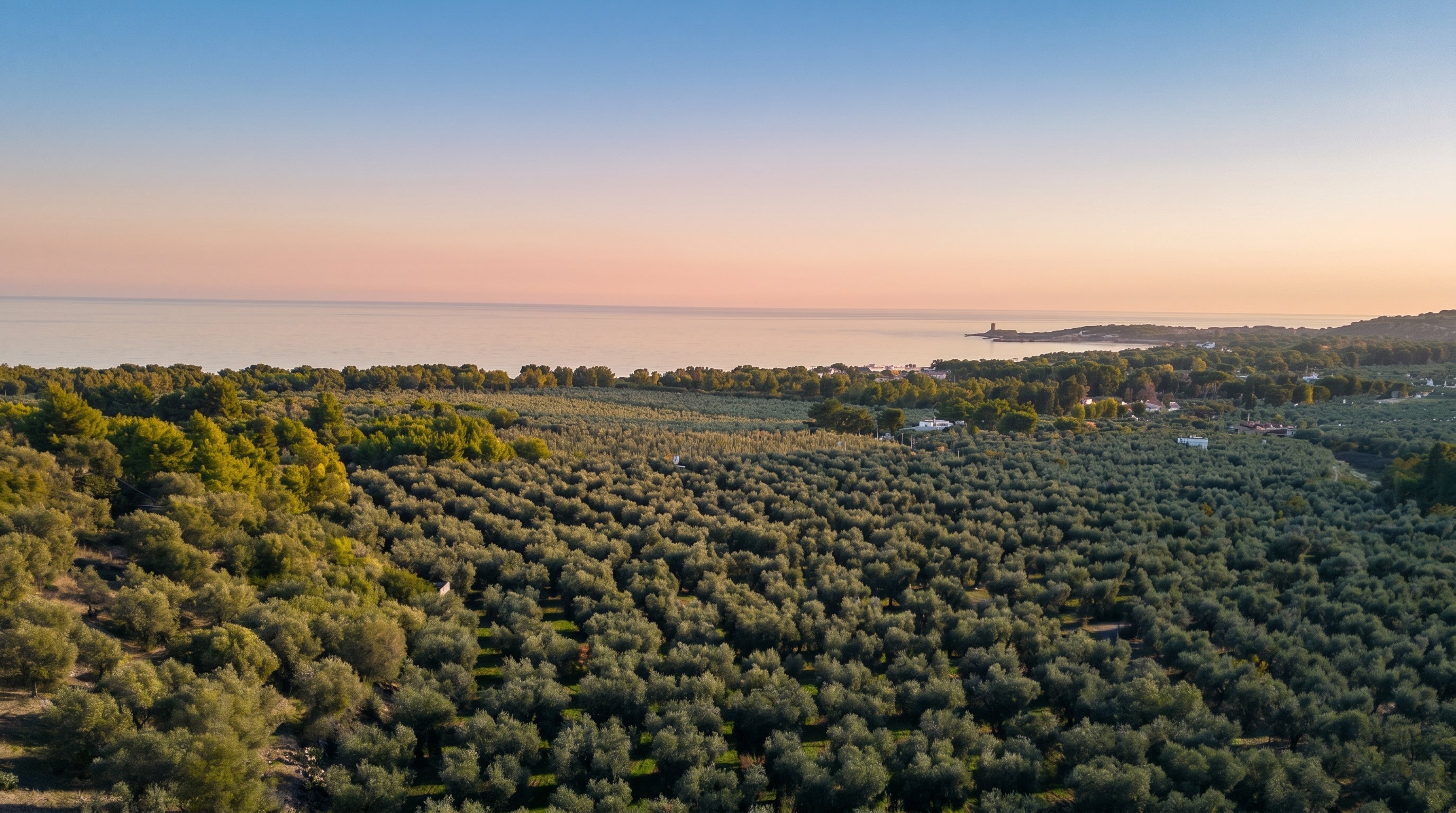 Veduta aerea degli uliveti del Gargano sul mare al tramonto. Oleificio Fratelli Vieste