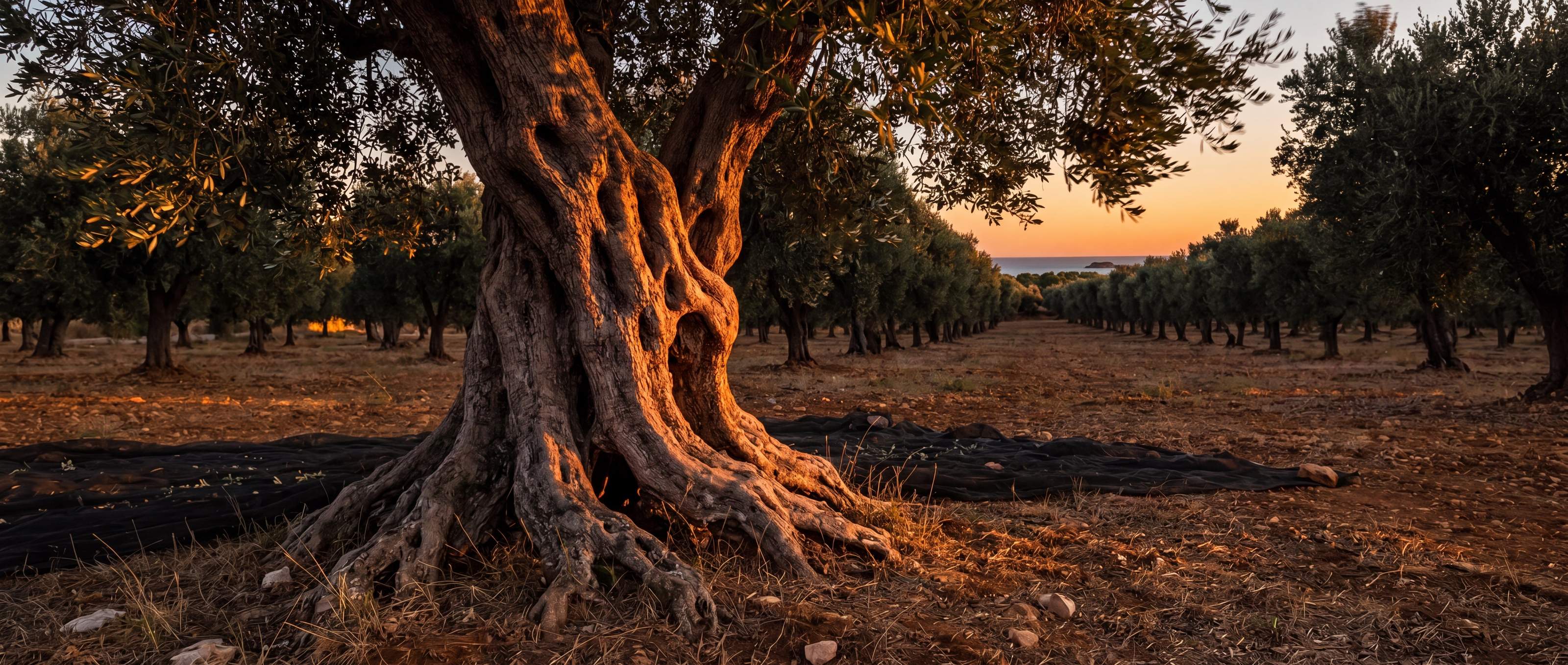 Ulivo secolare in un uliveto del Gargano al tramonto, con il mare all'orizzonte