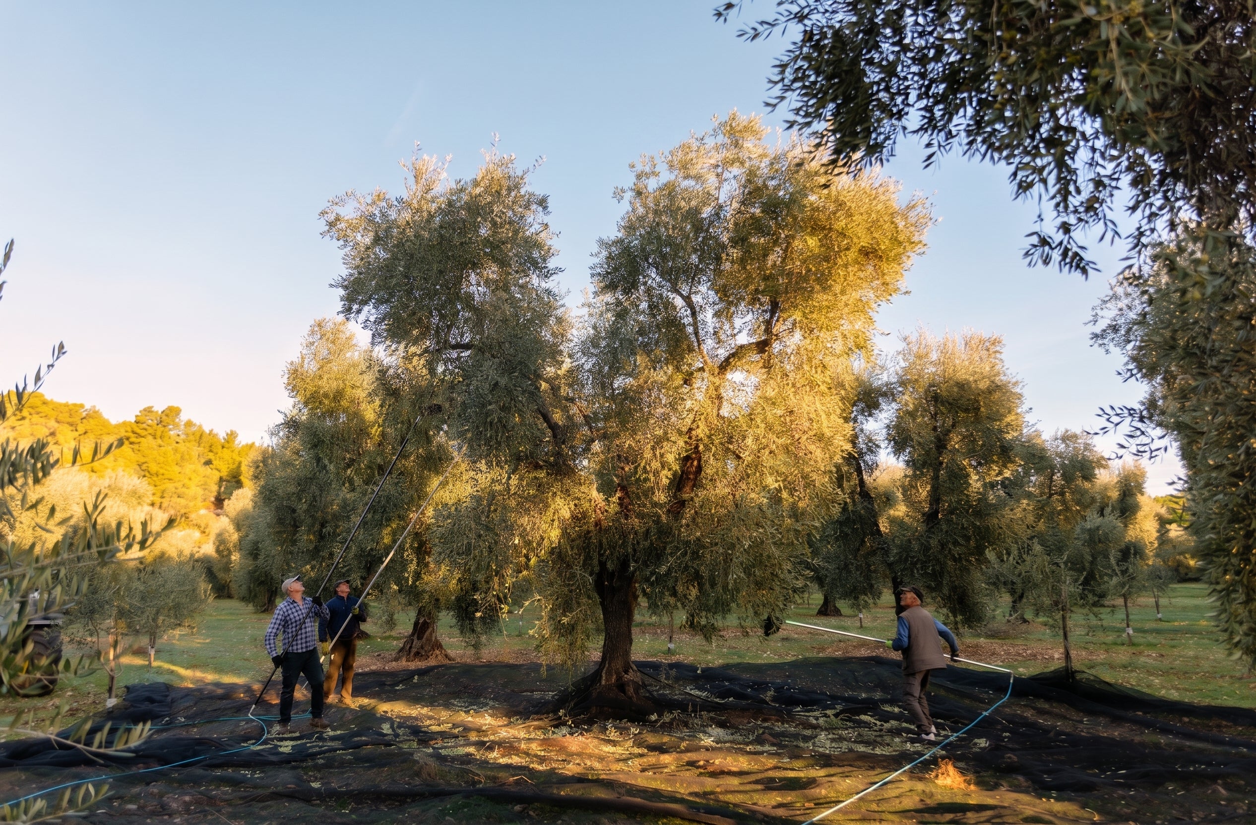 Raccolta delle olive nell'uliveto: i rami vengono abbacchiati sulle reti alla prima luce del mattino. Oleificio Fratelli Vieste