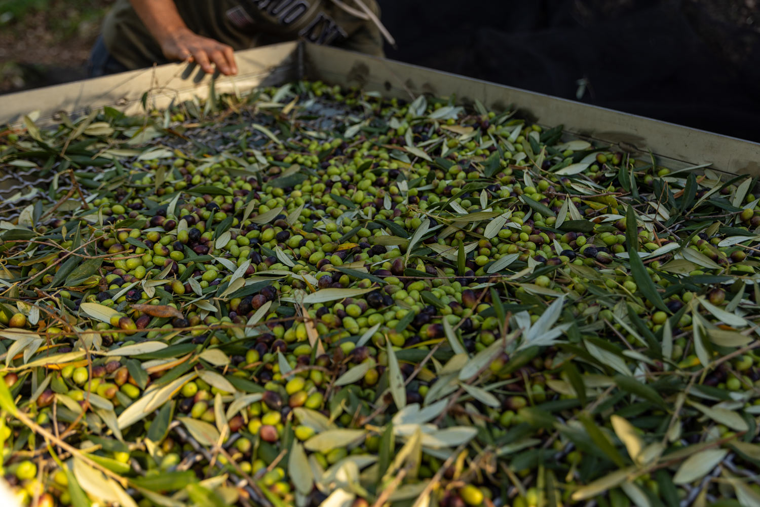 Olive verdi e nere appena raccolte nel cassone con le foglie, pronte per la molitura. Oleificio Fratelli Vieste